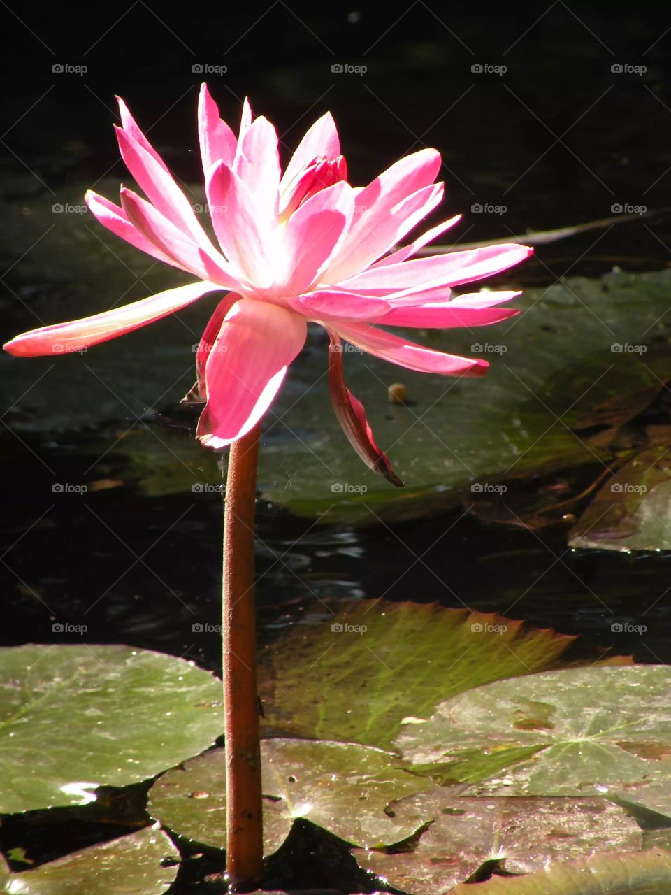 Flower in a pond 