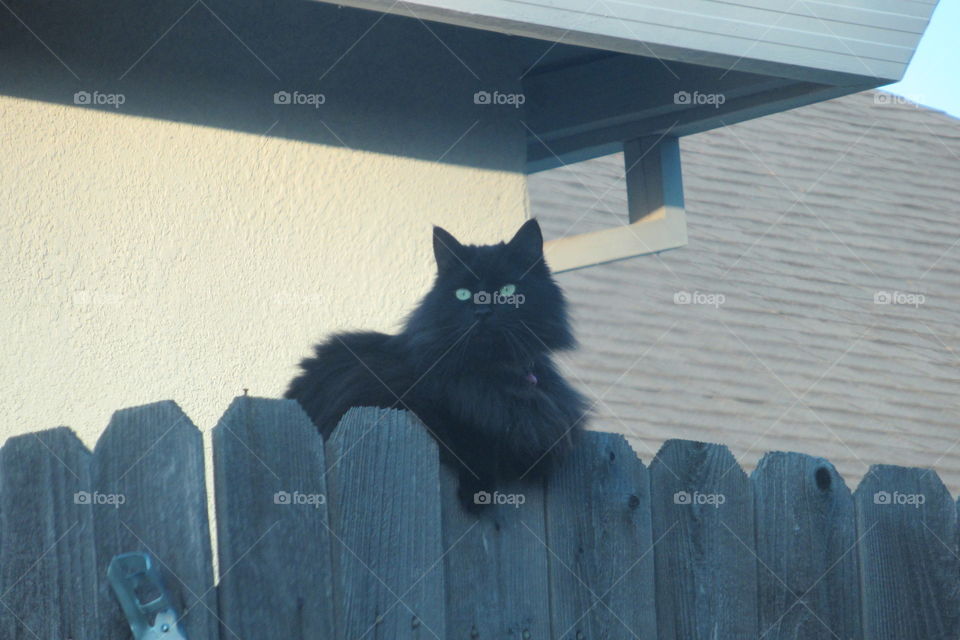 Our cat hanging out