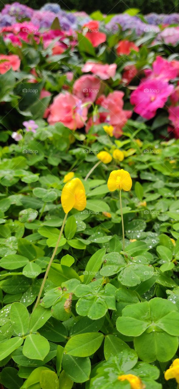 small yellow flowers