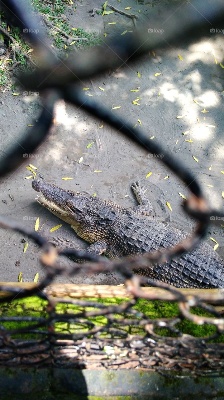 Crocodile