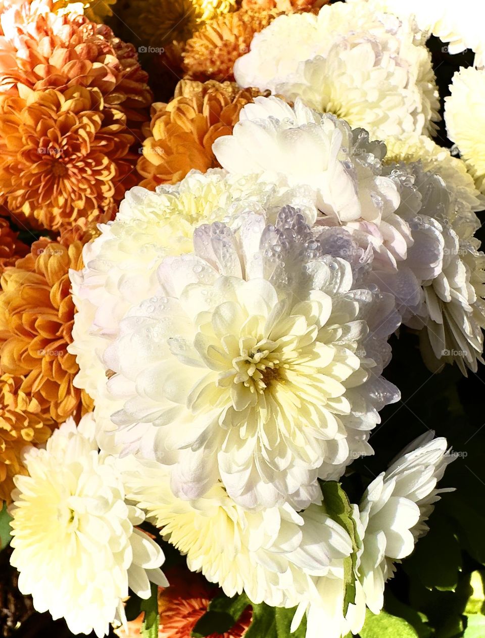 Just watered, multicolored, chrysanthemums close-up.