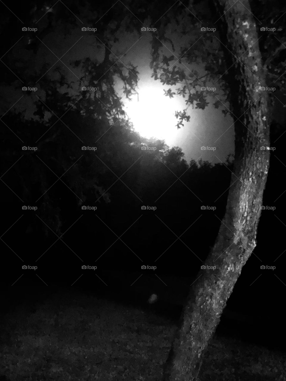 I love how the leaves of the live oaks outline the full moon here on the ranch in Texas. Only black and white did it justice 👍🏻