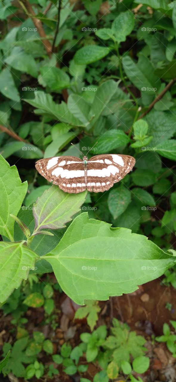 This type of butterfly has a dark brown wing base color with a row of spots that line up to form a ribbon.