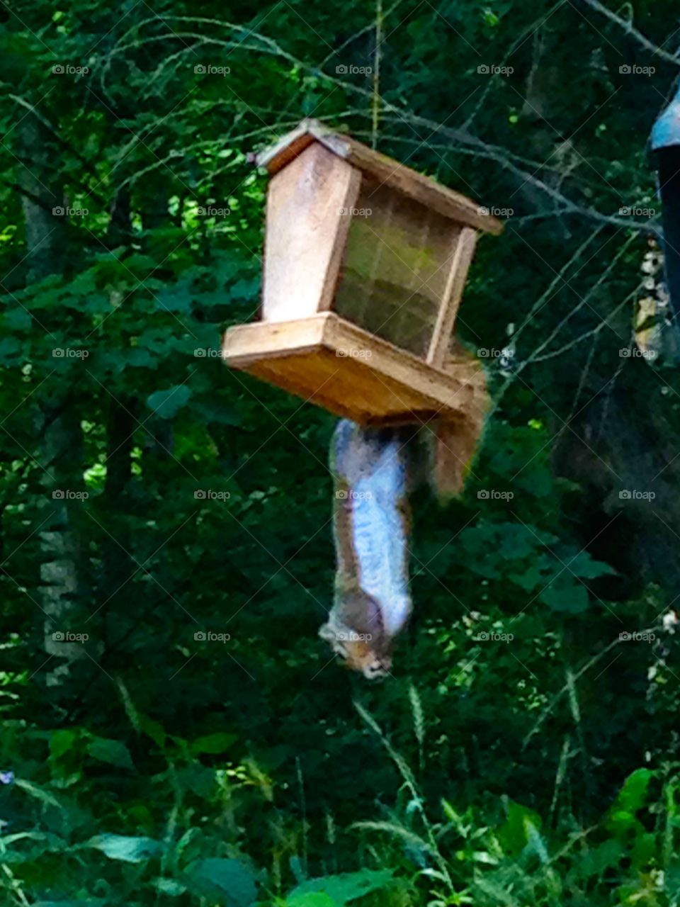 squirrel hanging upside down getting bird food