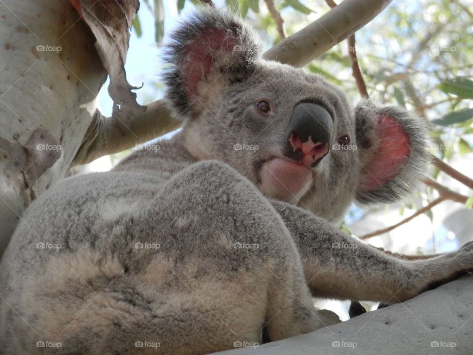 Koala