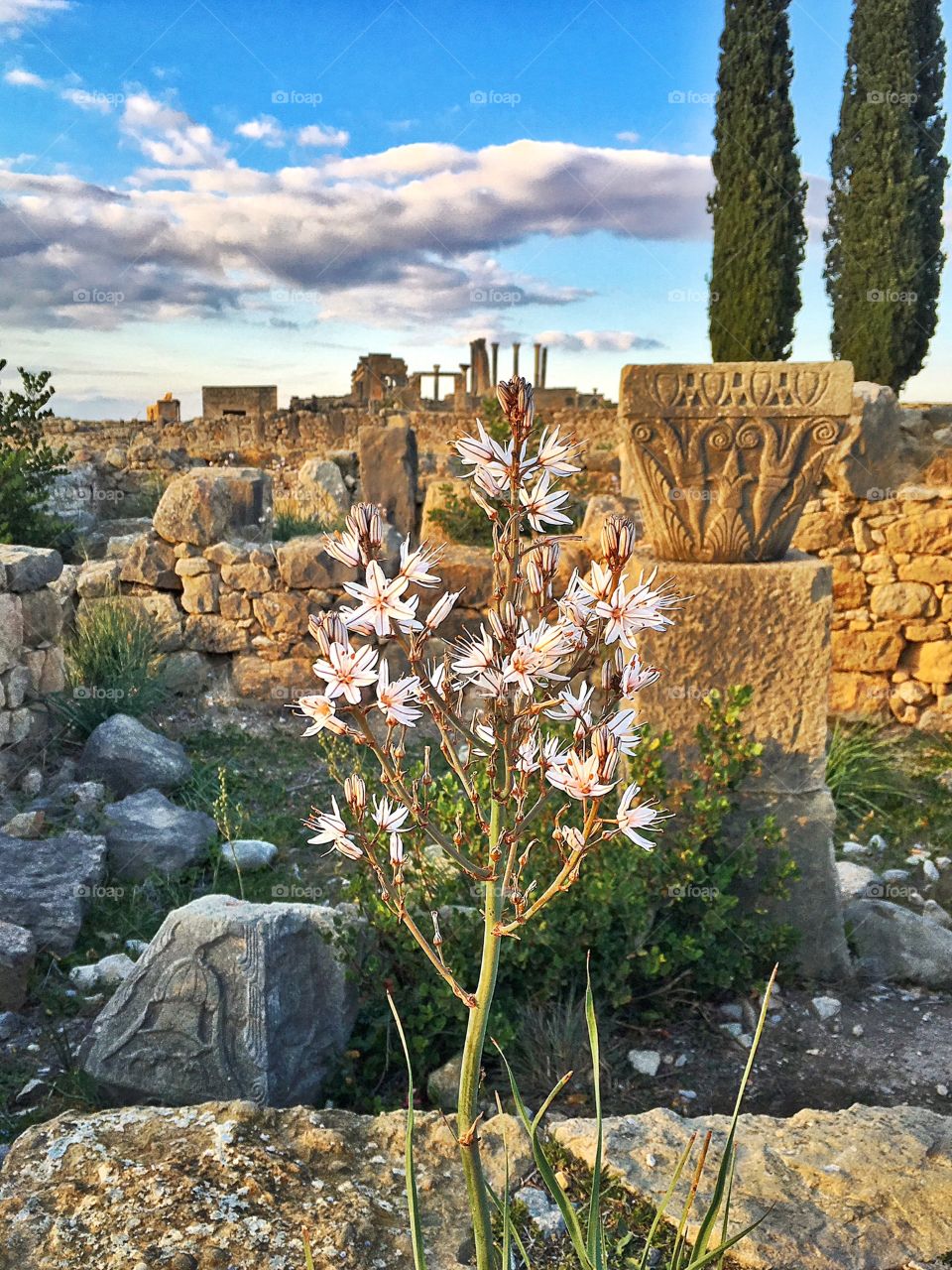 archaeological site of volubilis