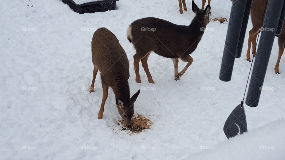 Snow, Deer, Winter, Mammal, No Person