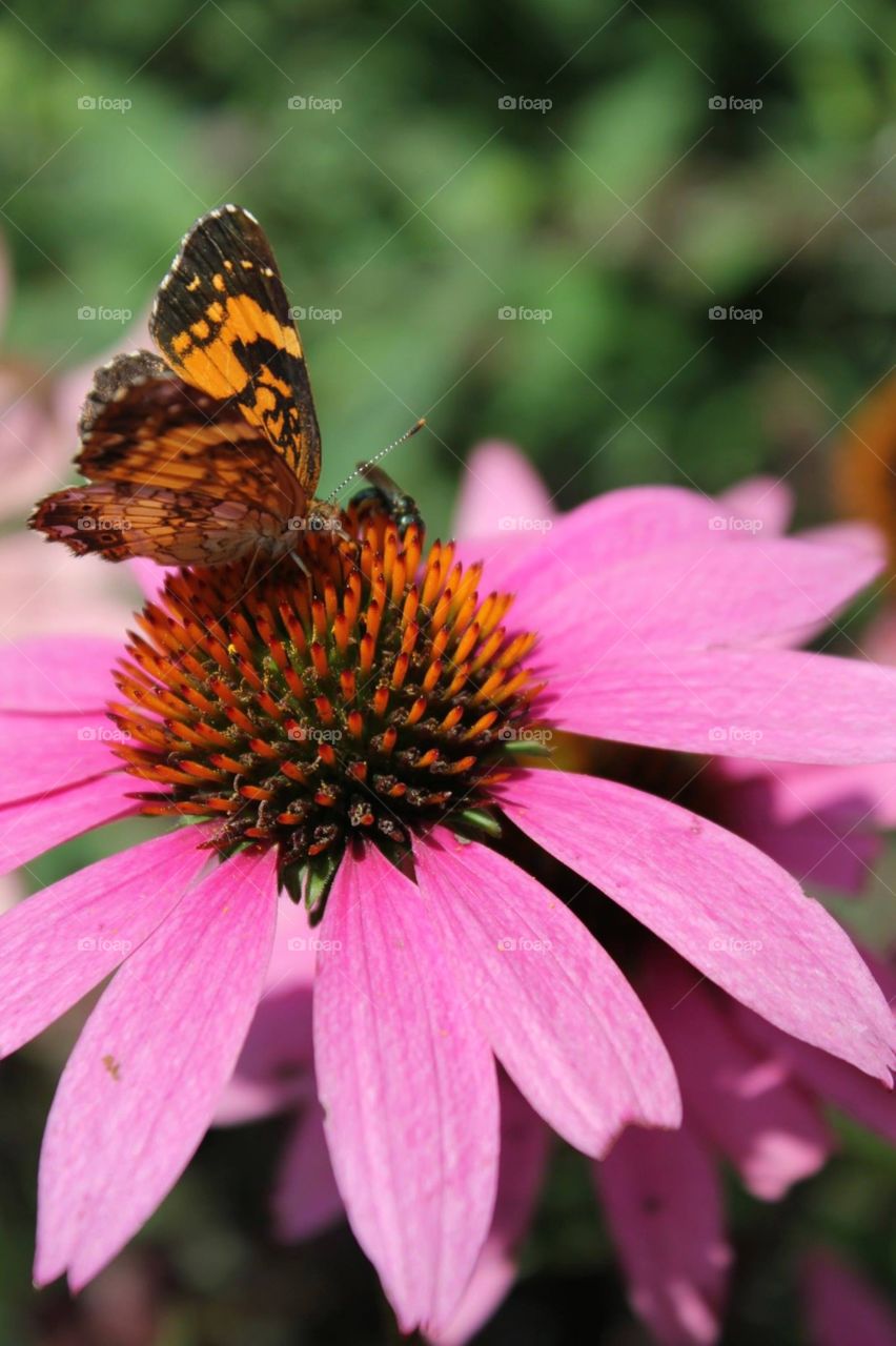 Butterfly & Flower & Nature
