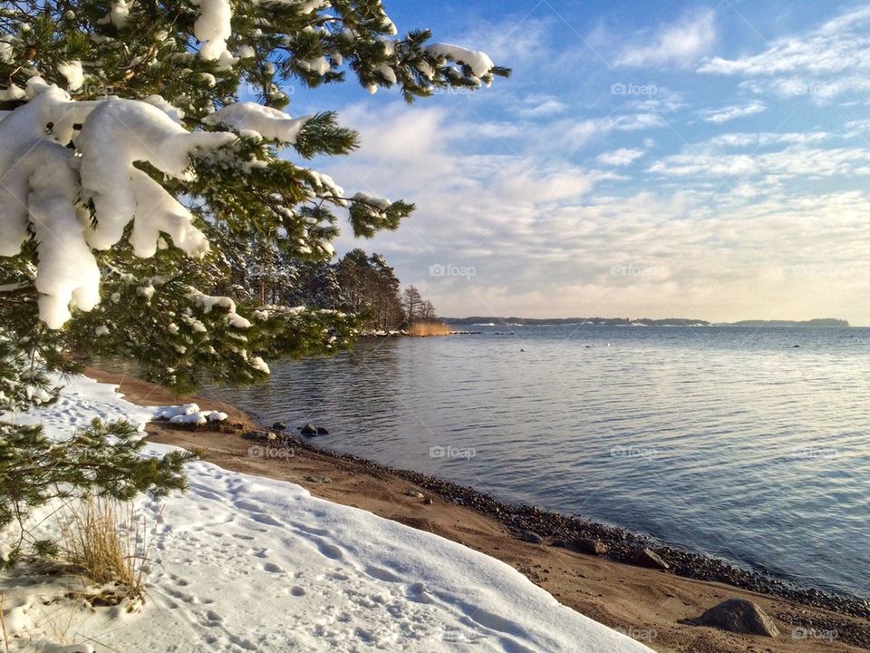 Frozen trees near seashore