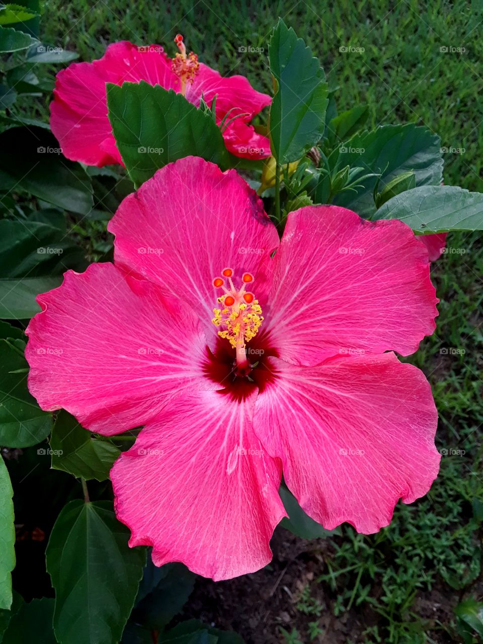hot pink huge flower