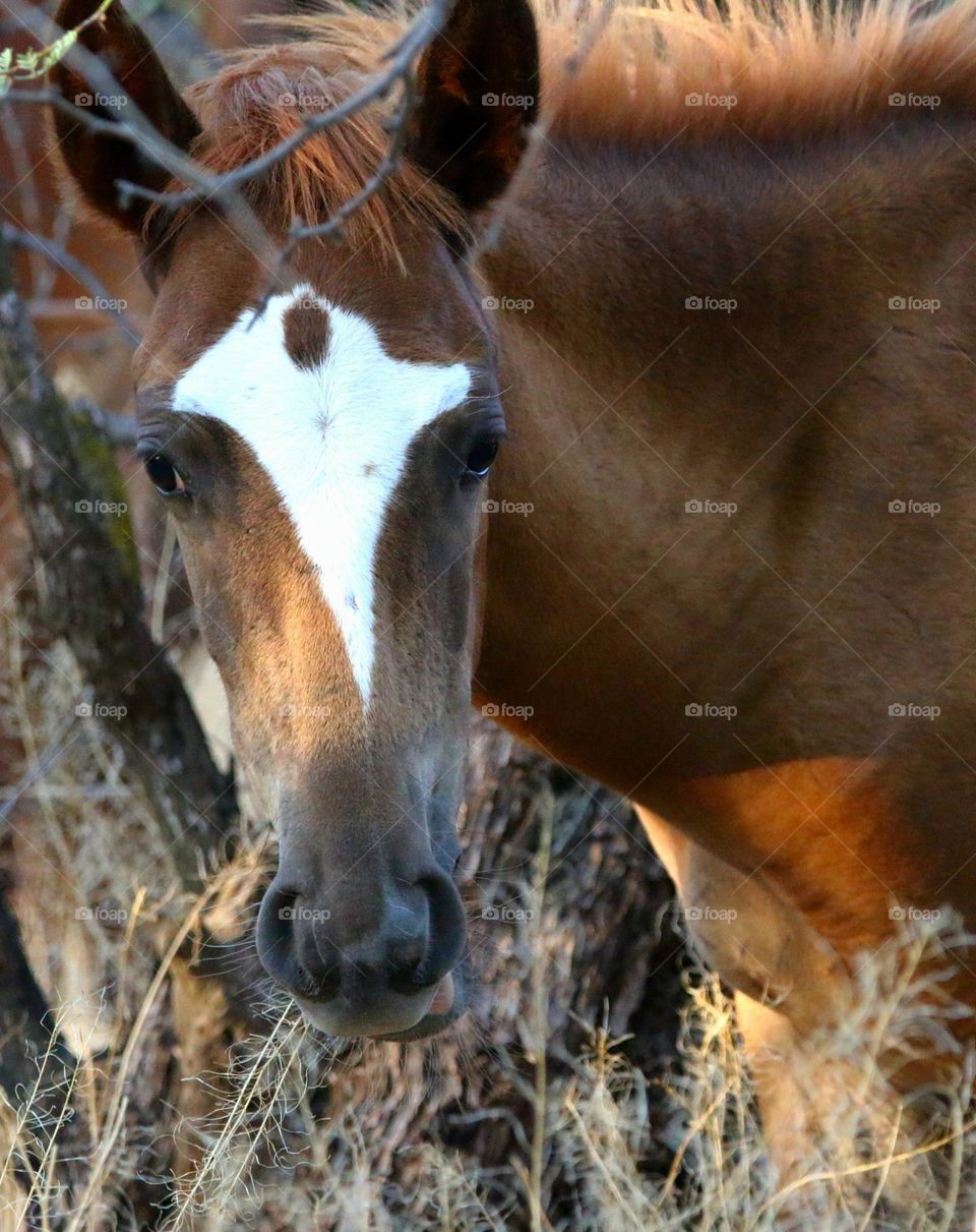 Wild Colt Grazing in Forest