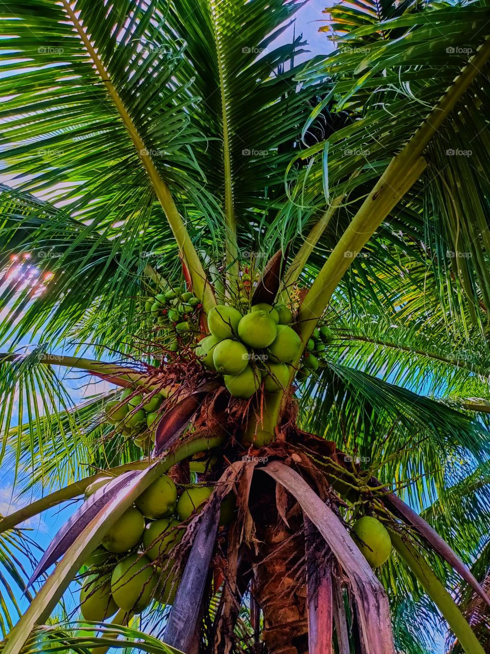 Many Coconut in coconut tree under warm sun light in blue sky day at North Sumatra, Indonesia