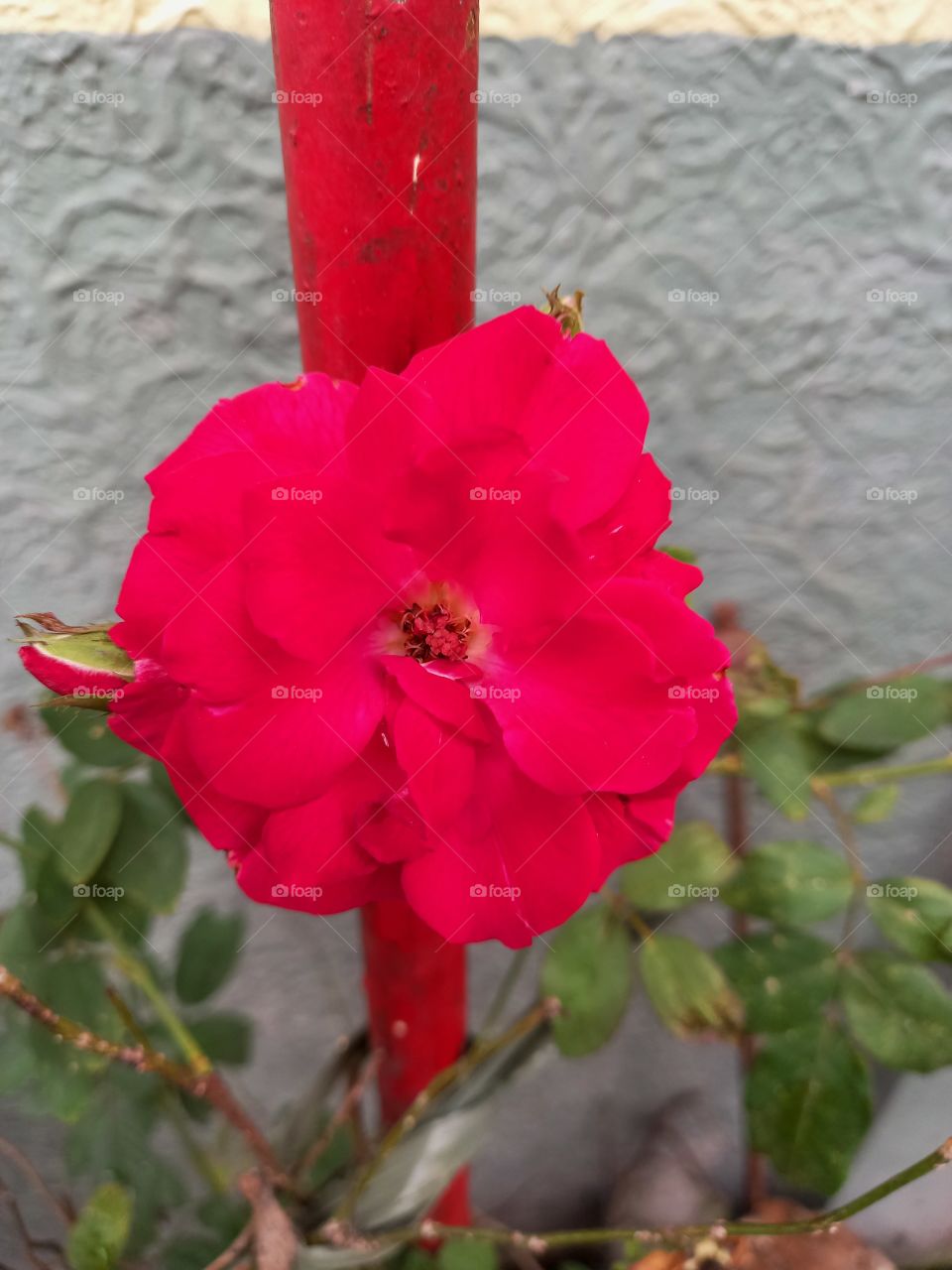 red pink rose