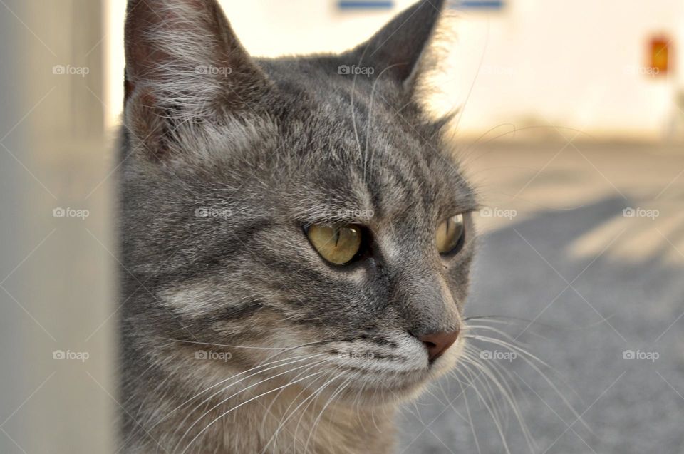 intense and absorbed gaze of a gray European tabby cat