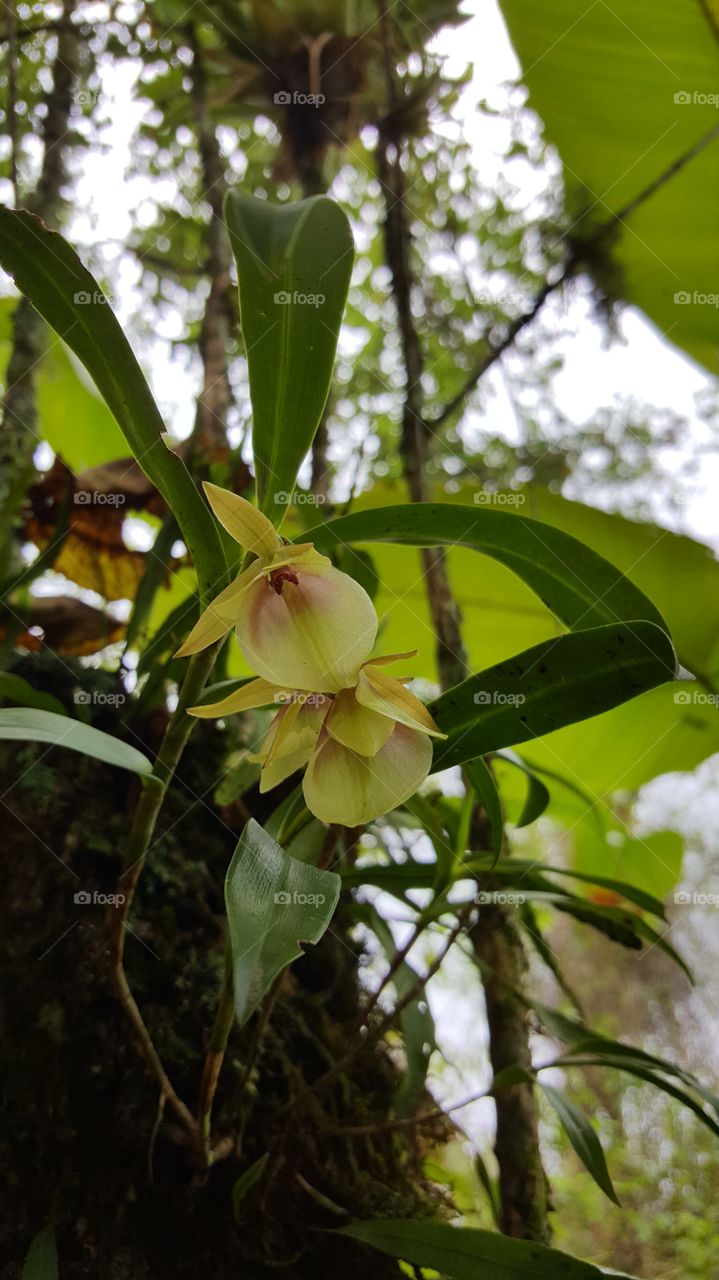 orquídea