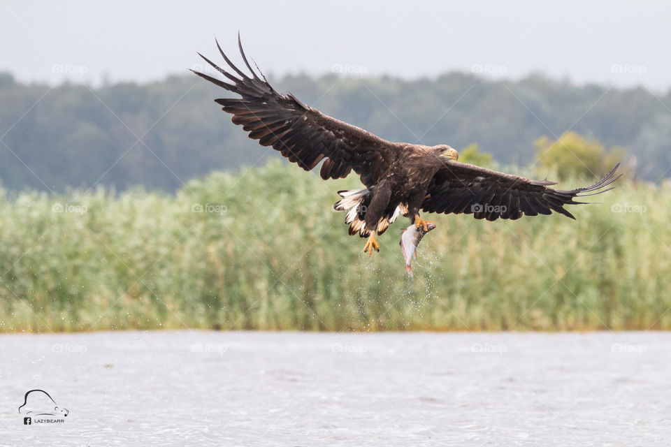 White tailed sea eagle with hunted fish