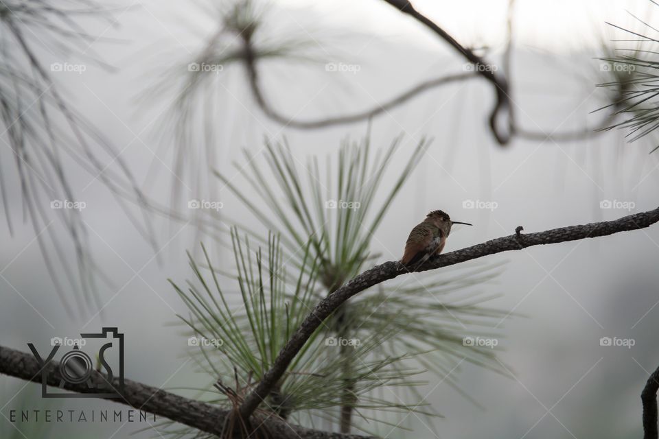 Nature, No Person, Tree, Bird, Outdoors