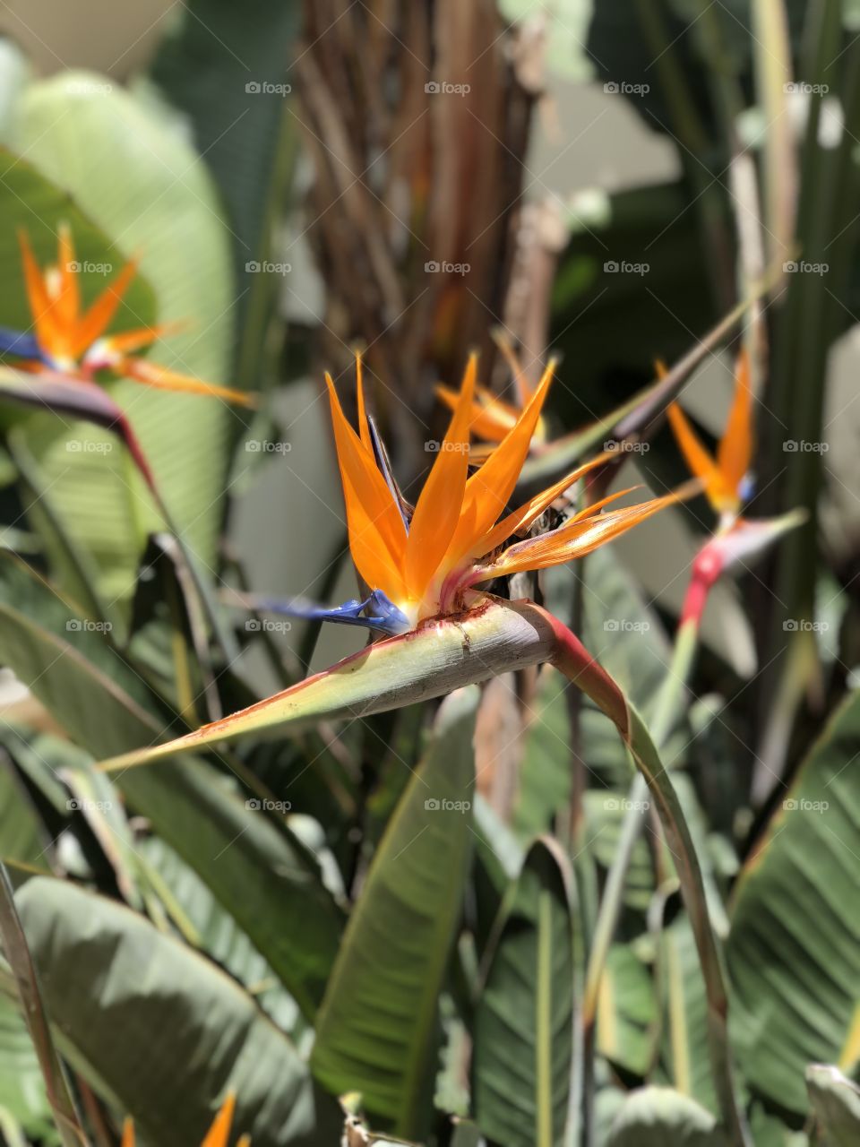 Orange Bird of Paradise Flower in the Garden (Strelitzia)