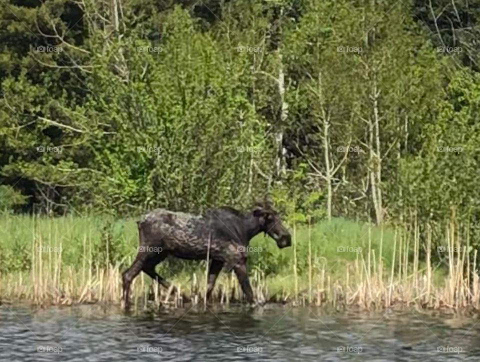 Moose in the wild of Montana