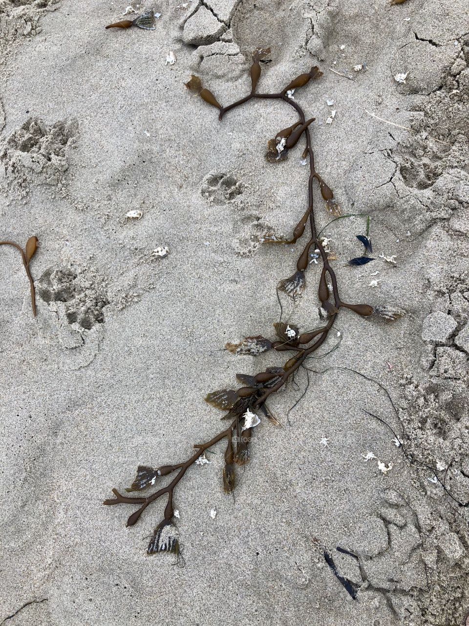 Seaweed and sand