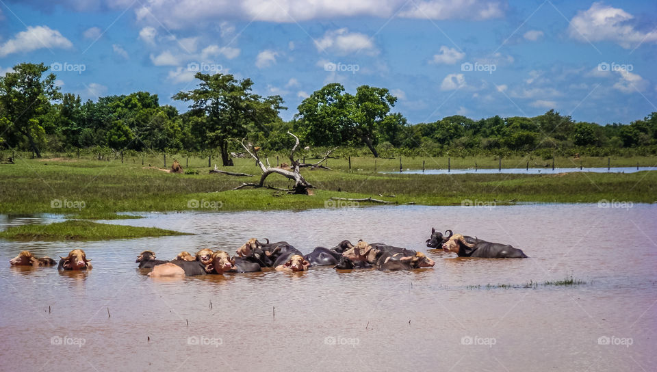 Búfalos no pantanal 