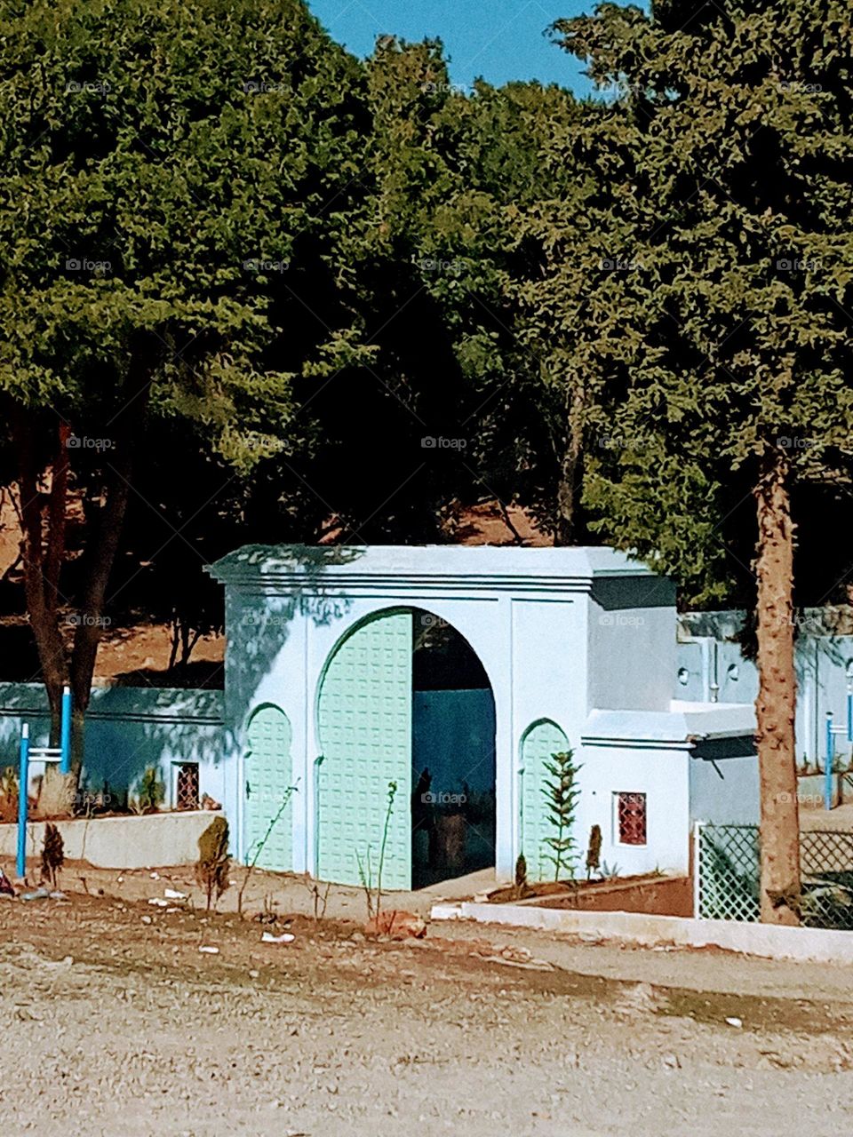 house's between the trees