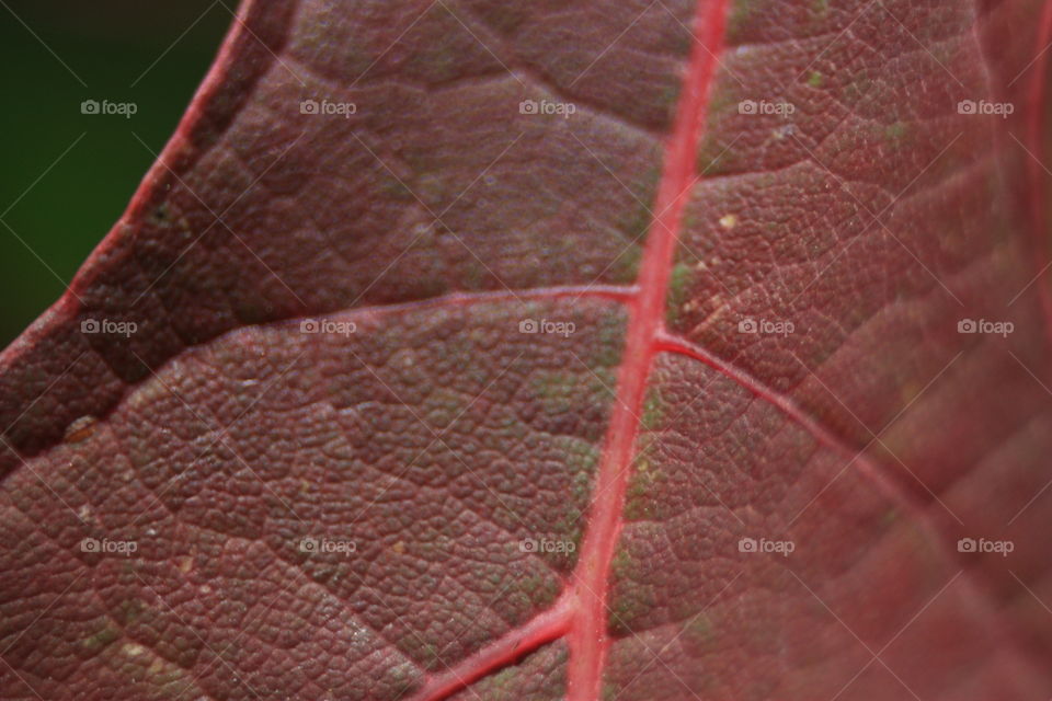 Extreme close-up of red leaf