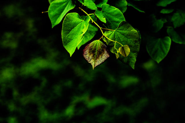 lush foliage