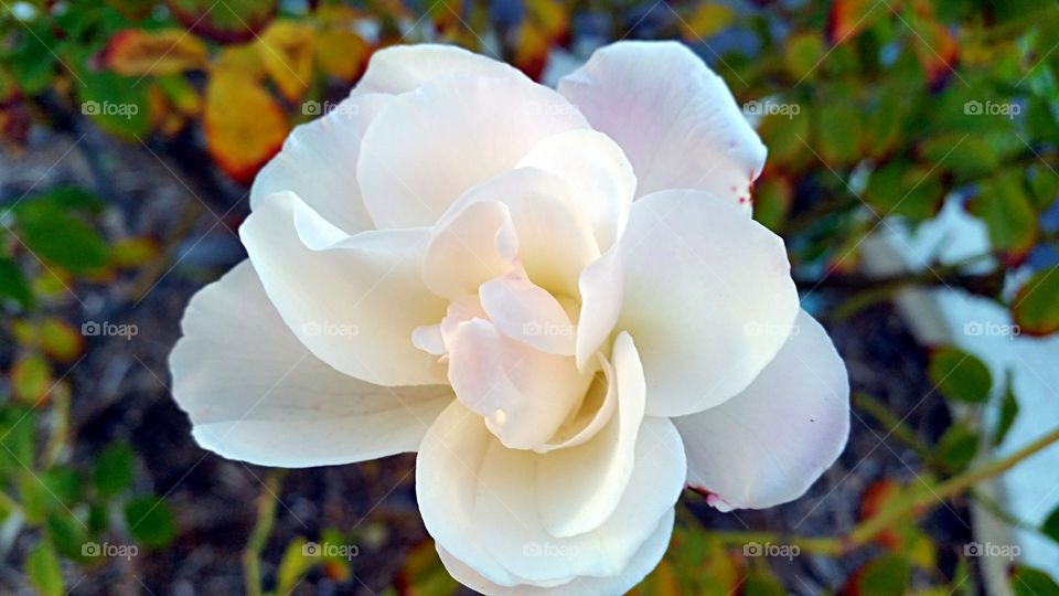 White Rose in Winter