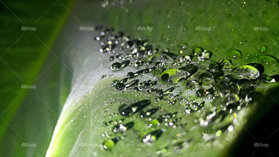 dew