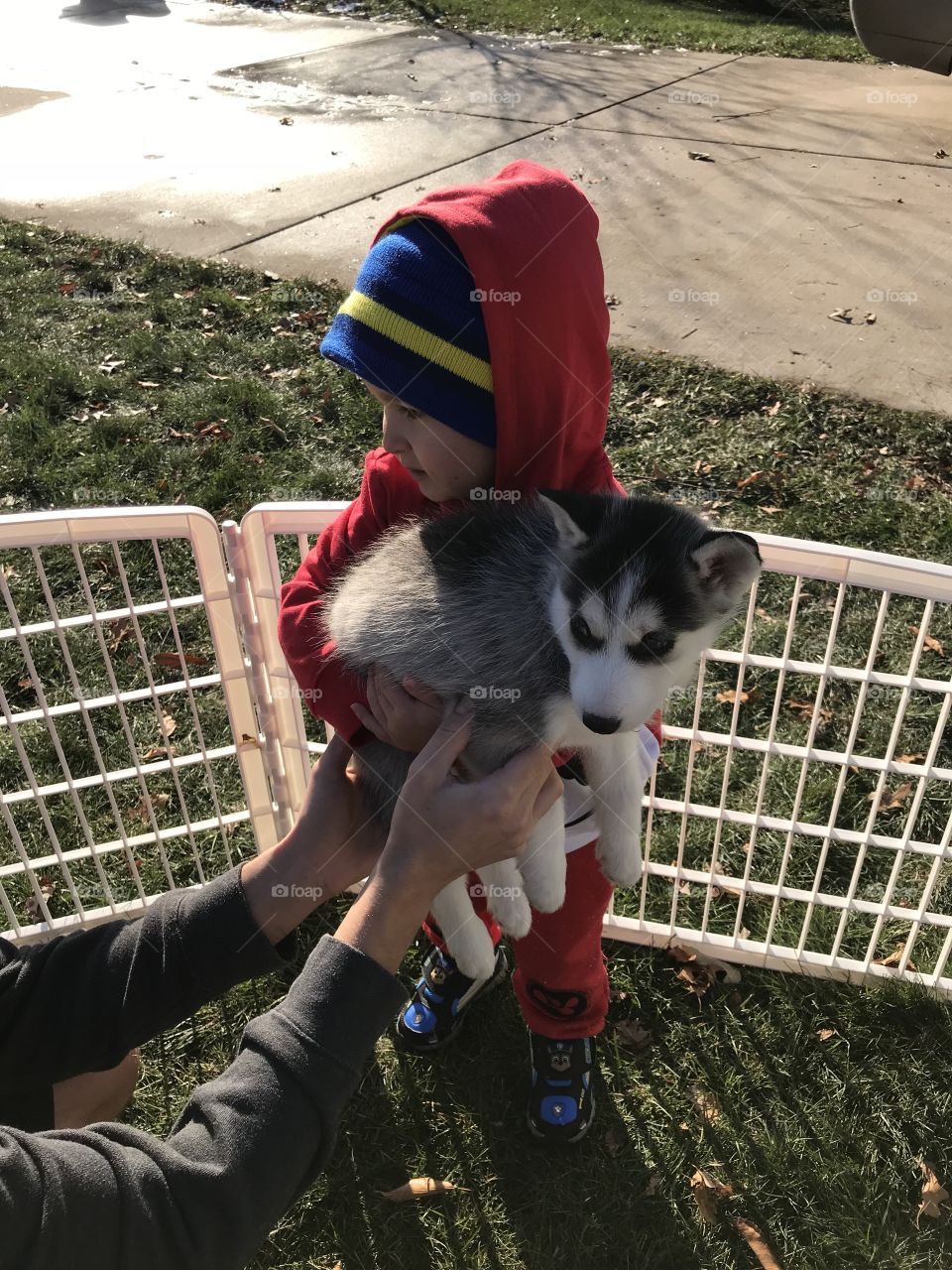 Just a boy holding a puppy; handle with care 