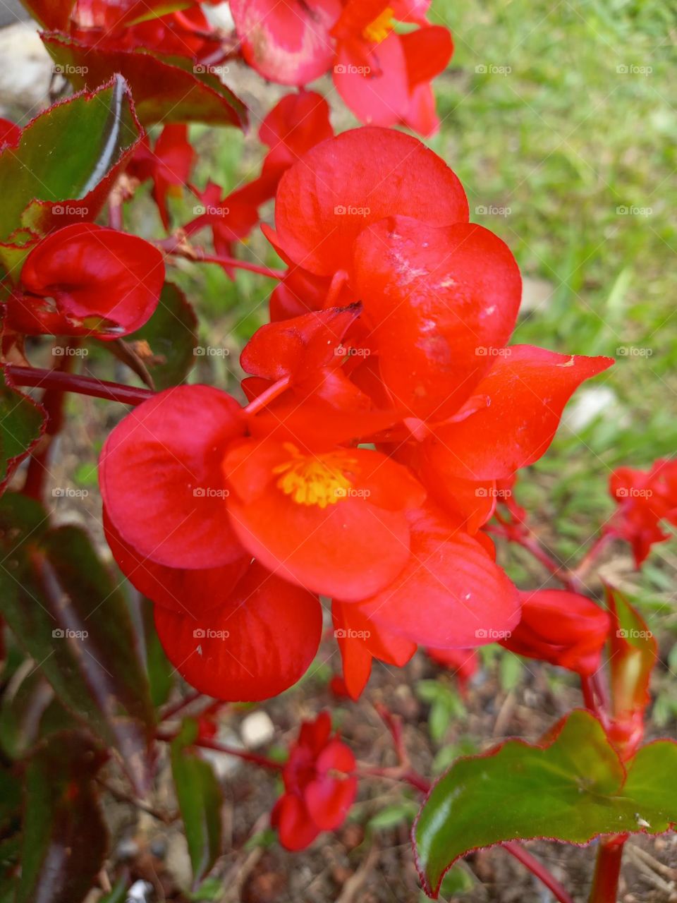 red flowers