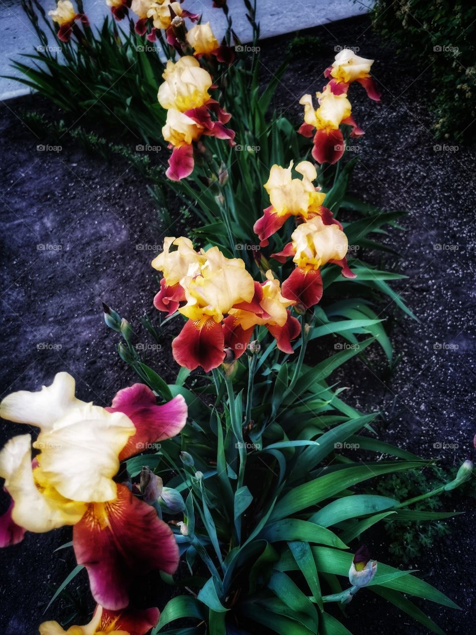 Color day outdoor nature greens wild street