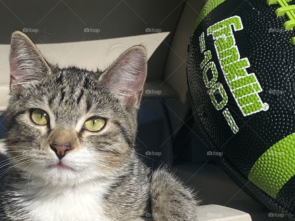 Kitten and football