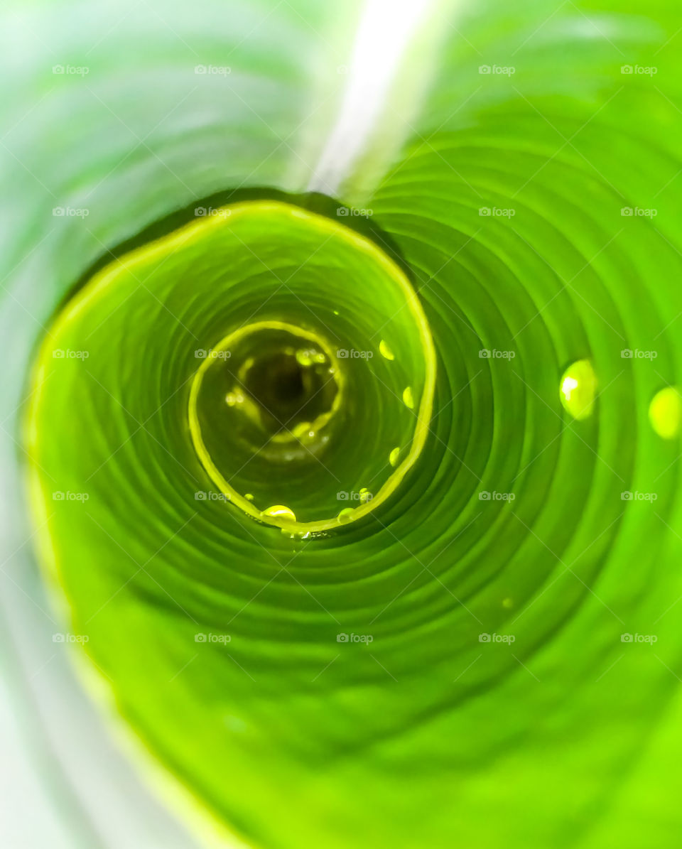 close up water drops inside banana leaf swirls