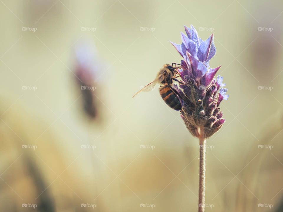 Bee sucking nectar and pollinating lavander flower