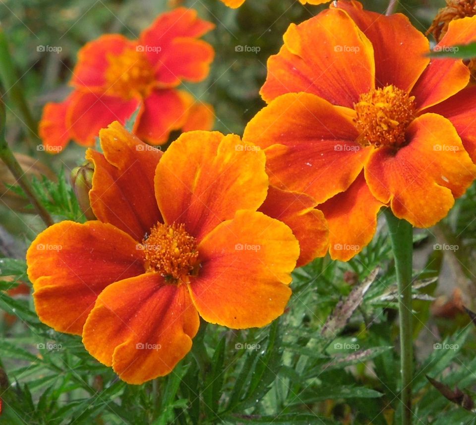 Flor anaranjado