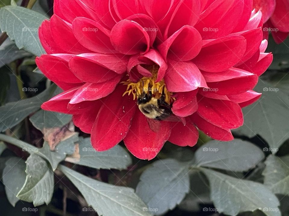 Bee 🐝