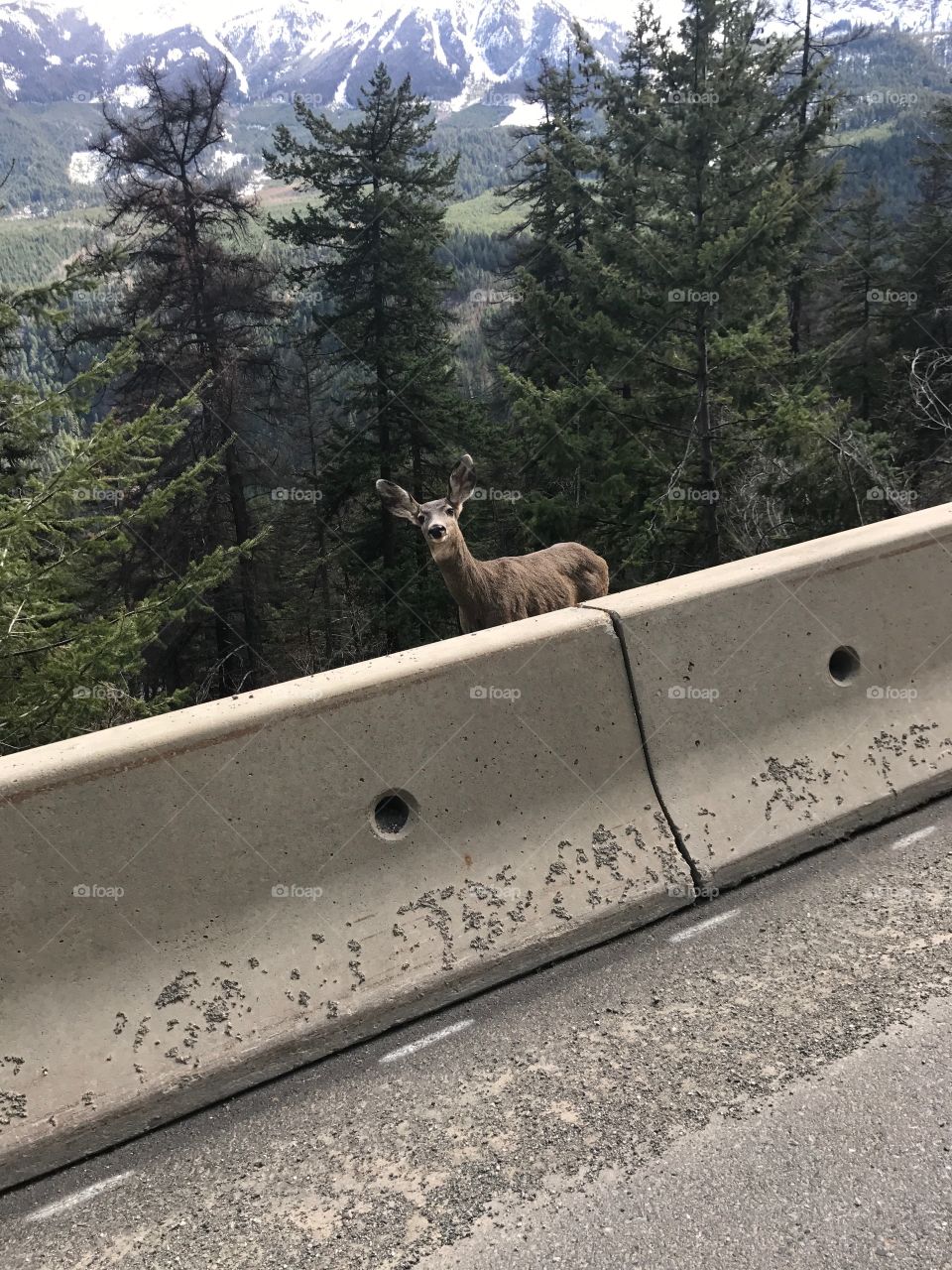 Curious deer