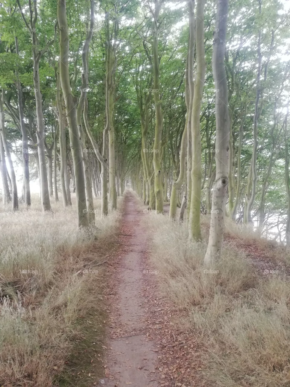 Waldweg