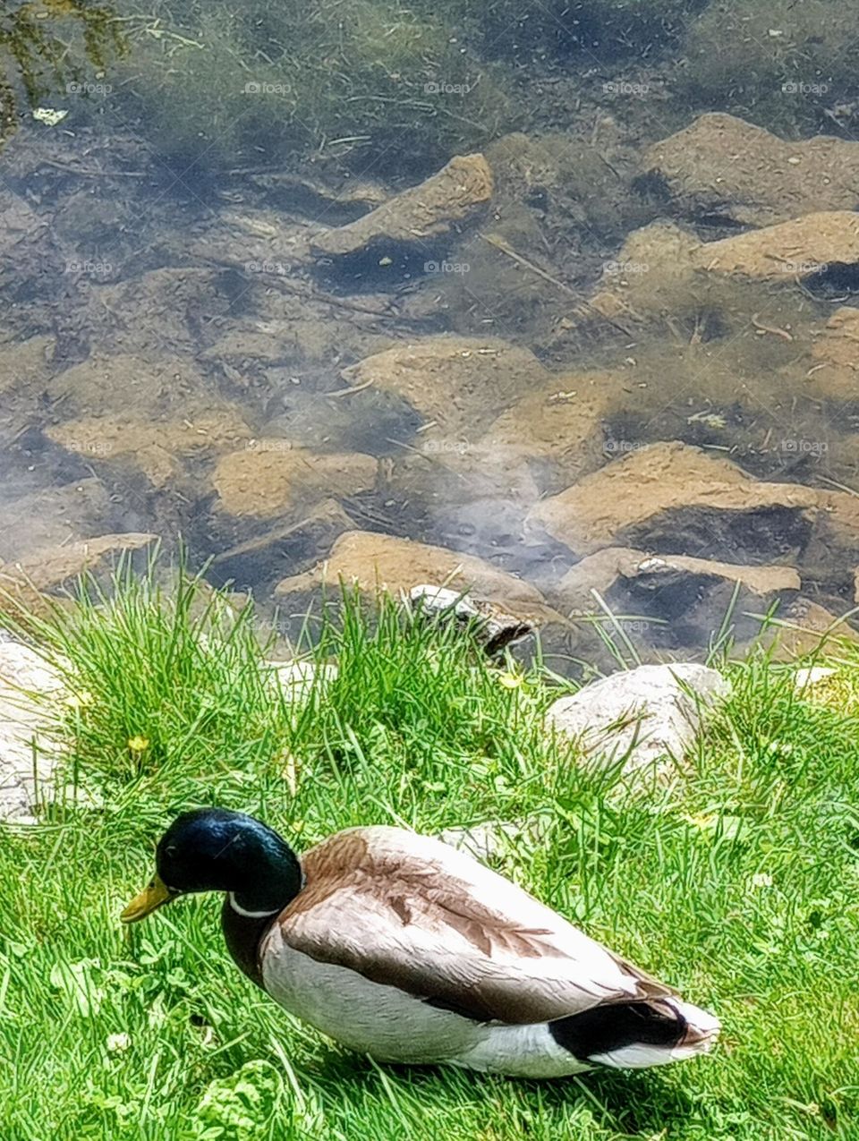 Duck in the Park