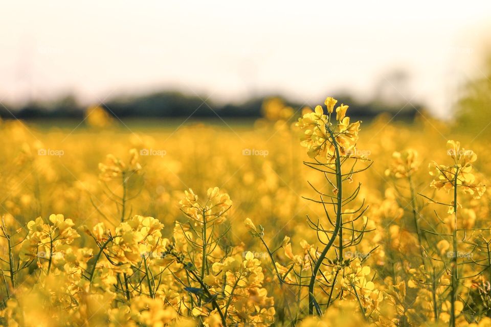 Rapefield 