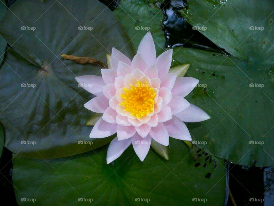 lotus