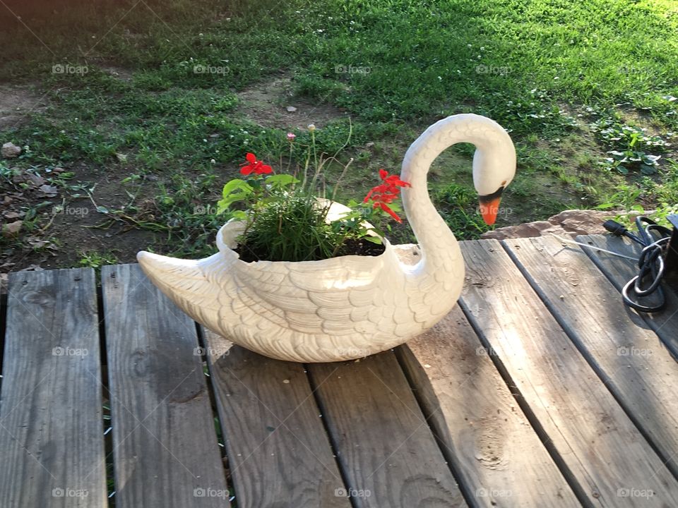 On my deck is this swan planter with happy flowers rooted in the soil. Bright sunny day