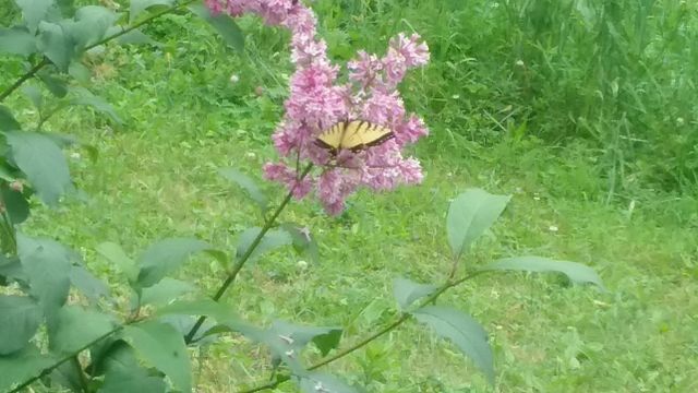 Butterfly kisses