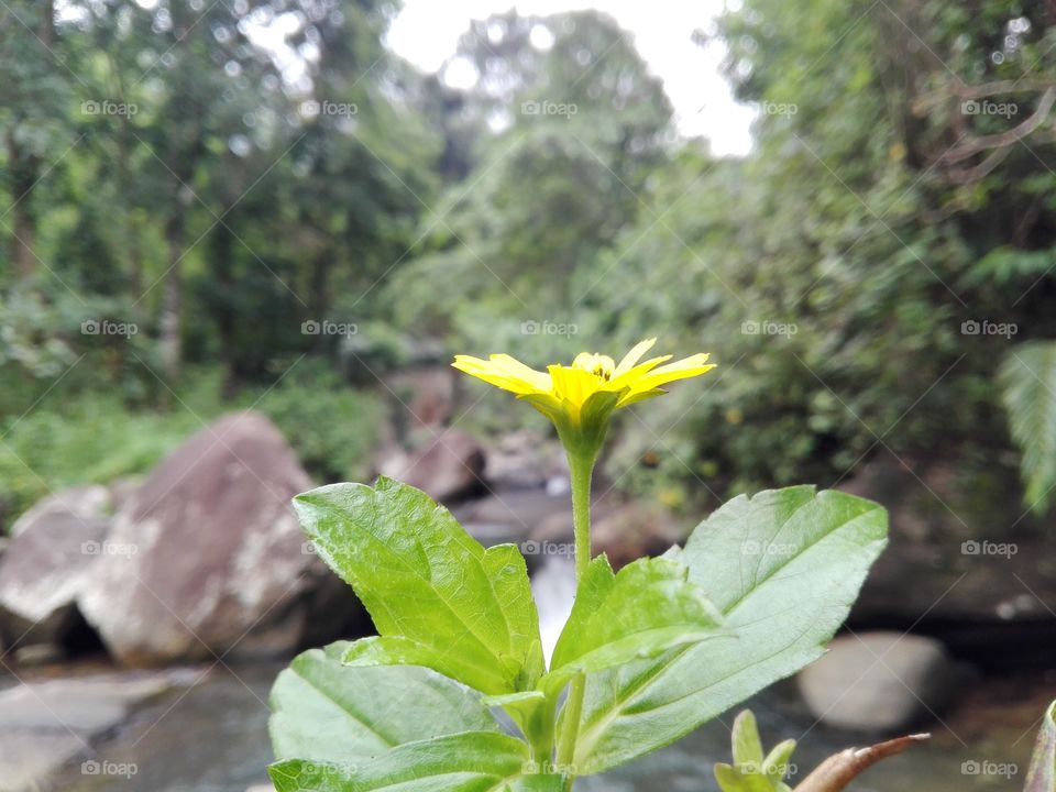 Nature Flowers