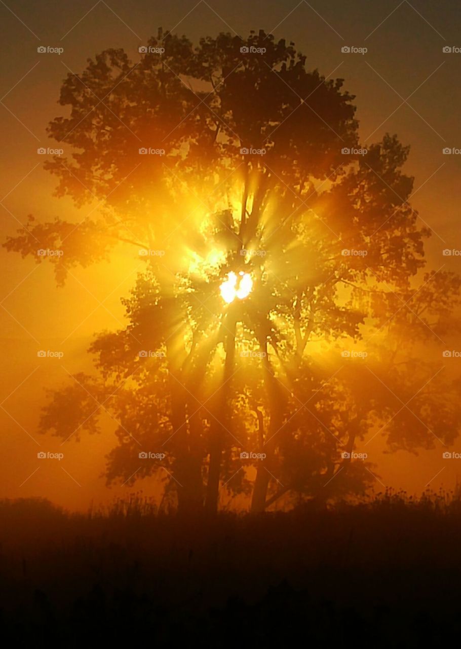 sunrise exploding behind tree