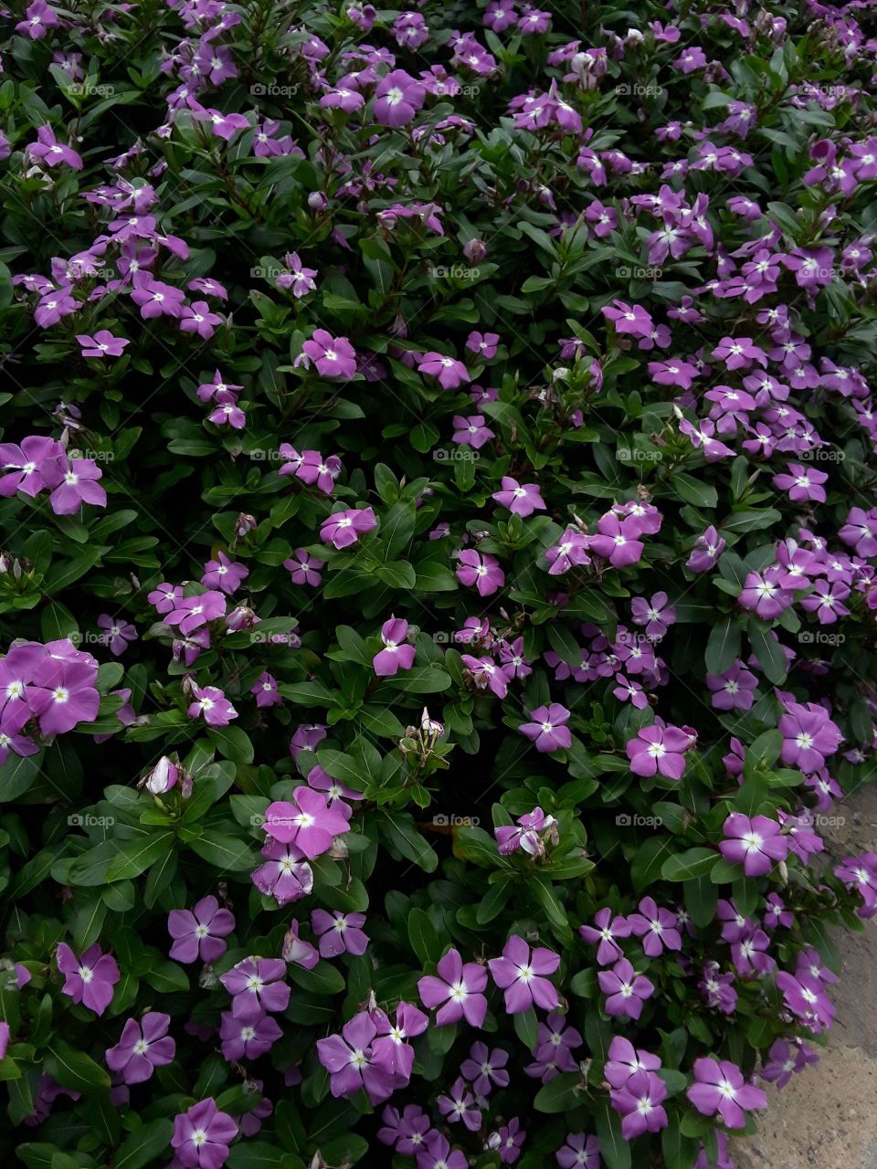 Beautiful purple flowers that pop out against the green leaves.