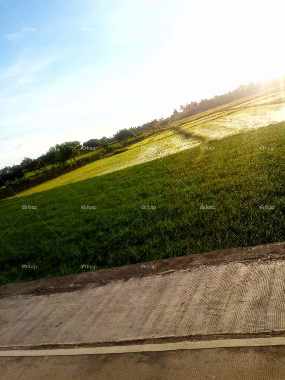 fresh green things in the rice field.