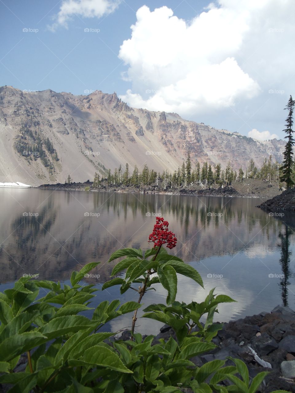 Red Flower out of Mirror Reflections